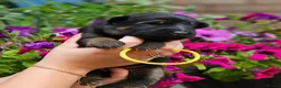 German Shepherd dogs for sale: Long Coat GSD black & tan  - Advert 21