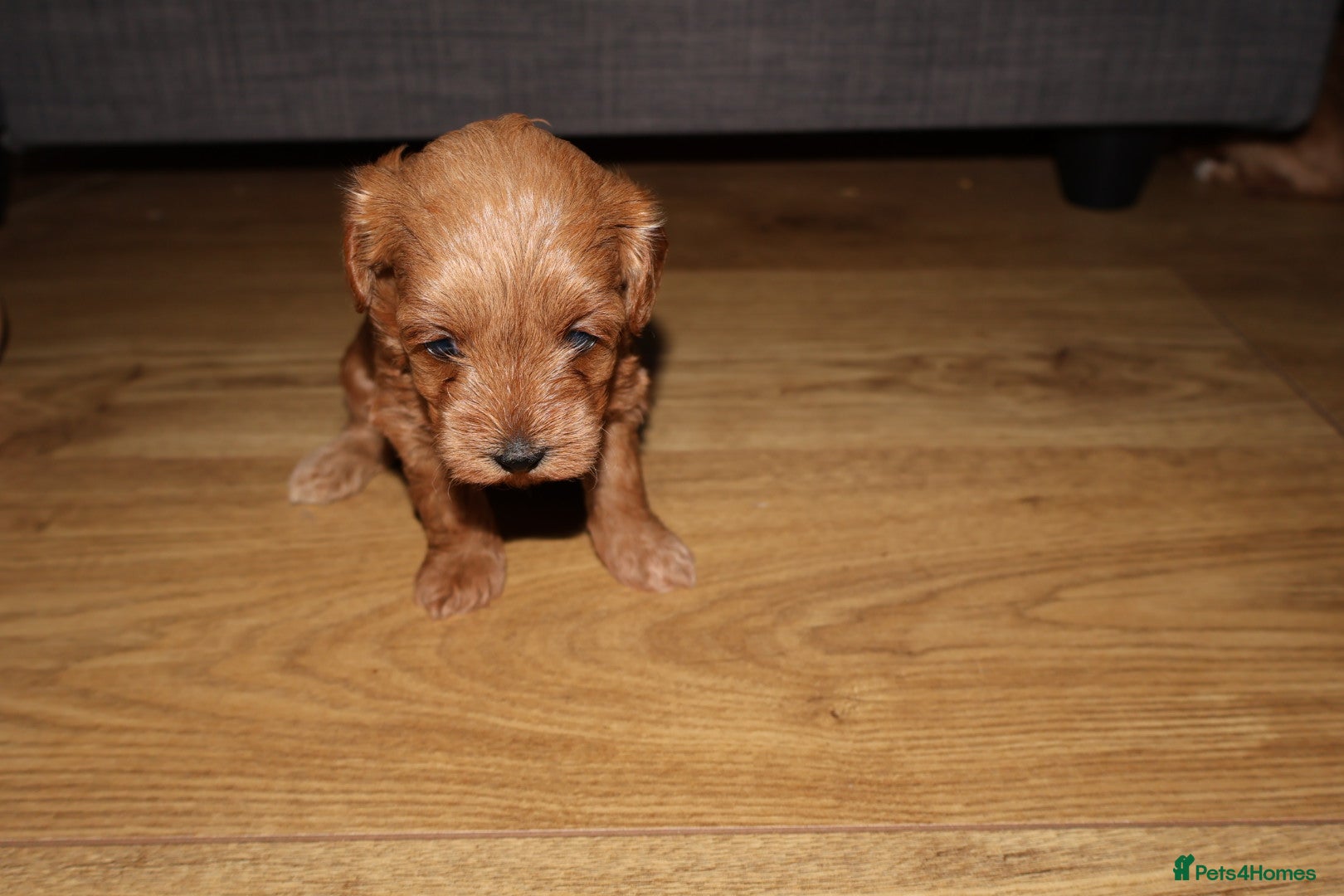 Maltipoo dogs 🐶 Stunning Brown/Red F1B Maltipoo Puppies ❤️ - Advert 2