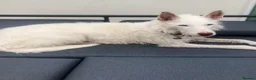 Ibizan Hound dogs for adoption: Babu - Stunning Spanish Podenco  - Advert 26
