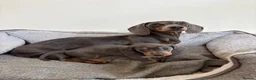 Miniature Dachshund dogs for sale:  Ready now PRA clear Miniature dachshunds - Advert 6