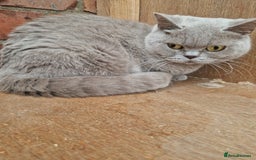 British Shorthair cats for sale: Female Lilac Shorthair - Image 3