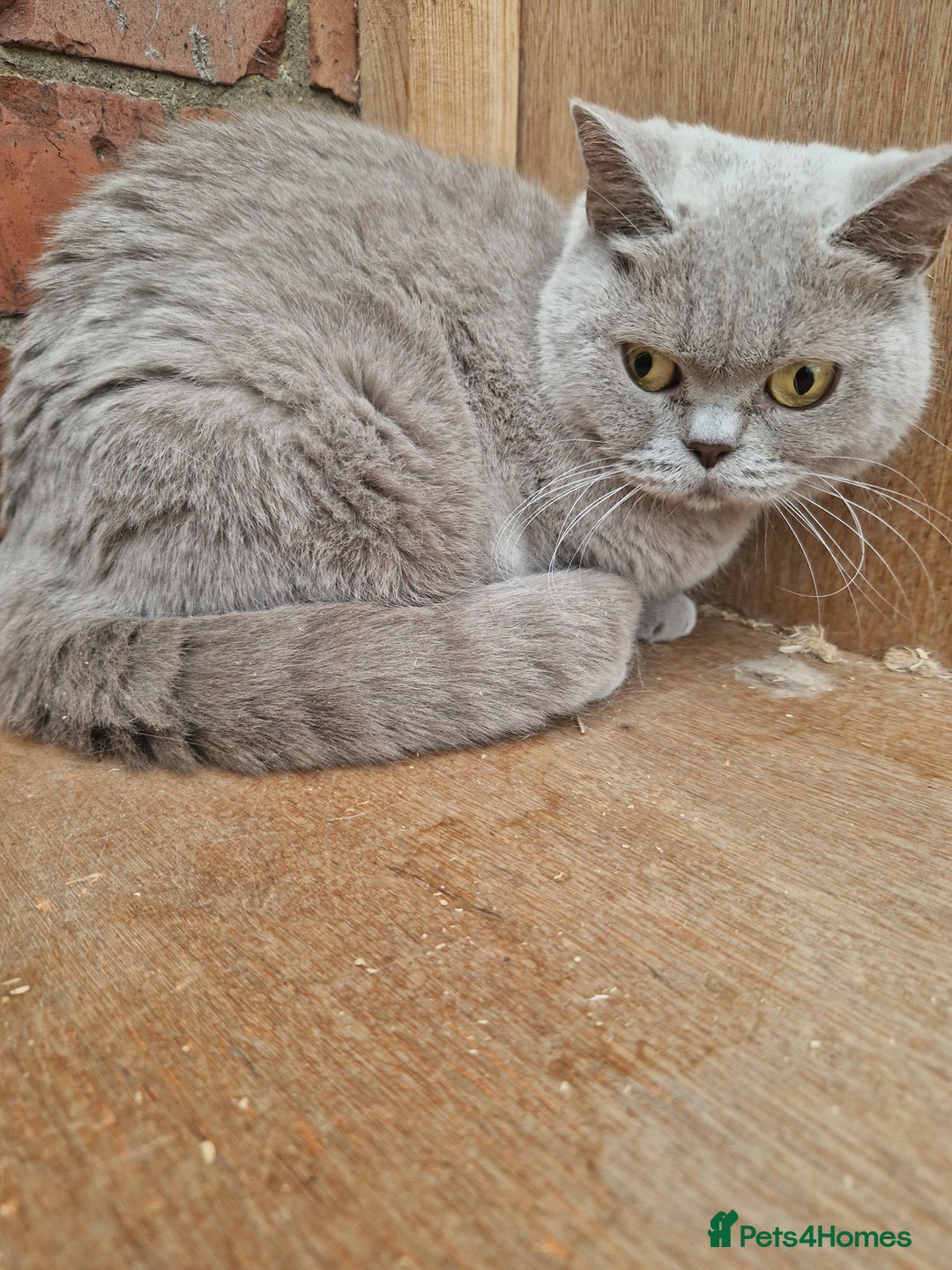 British Shorthair cats for sale: Female Lilac Shorthair - Image 3