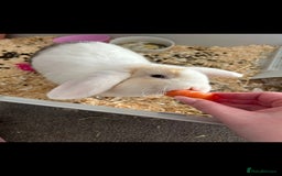 Mini Lop rabbits for sale: Holland lop or mini lop rabbit  - Image 4