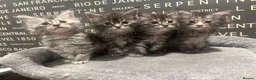 Maine Coon cats for sale: Maine Coon Kittens  - Advert 1