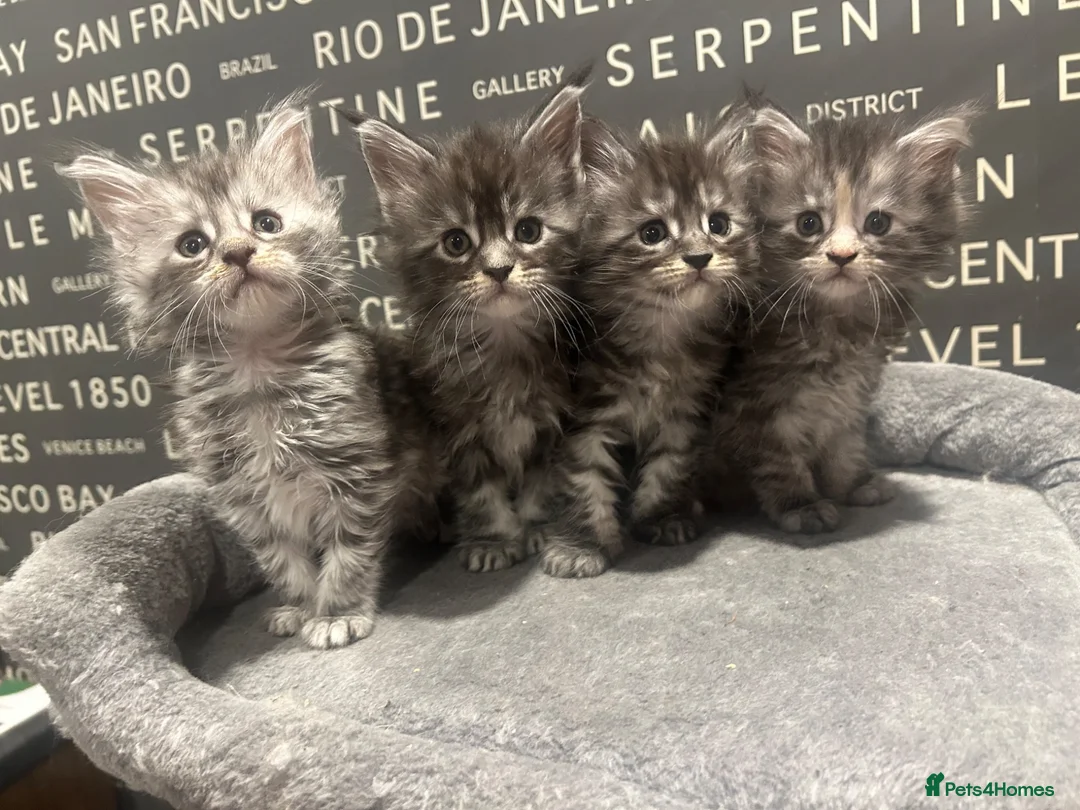 Maine Coon cats for sale: Maine Coon Kittens  - Advert 1