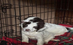 English Springer Spaniel dogs for sale: Stunning English springer spaniel puppies  - Image 8