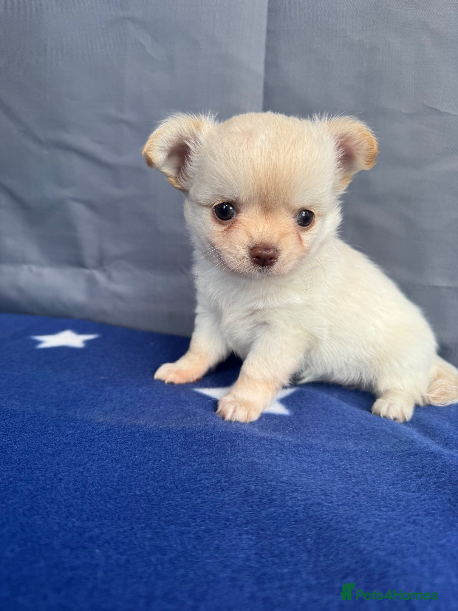 Chihuahua dogs 2 Gorgeous little long haired Chihuahua babies  - Advert 9