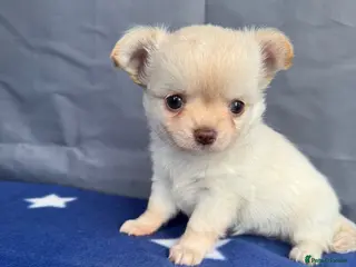 Chihuahua dogs 2 Gorgeous little long haired Chihuahua babies - Advert 9