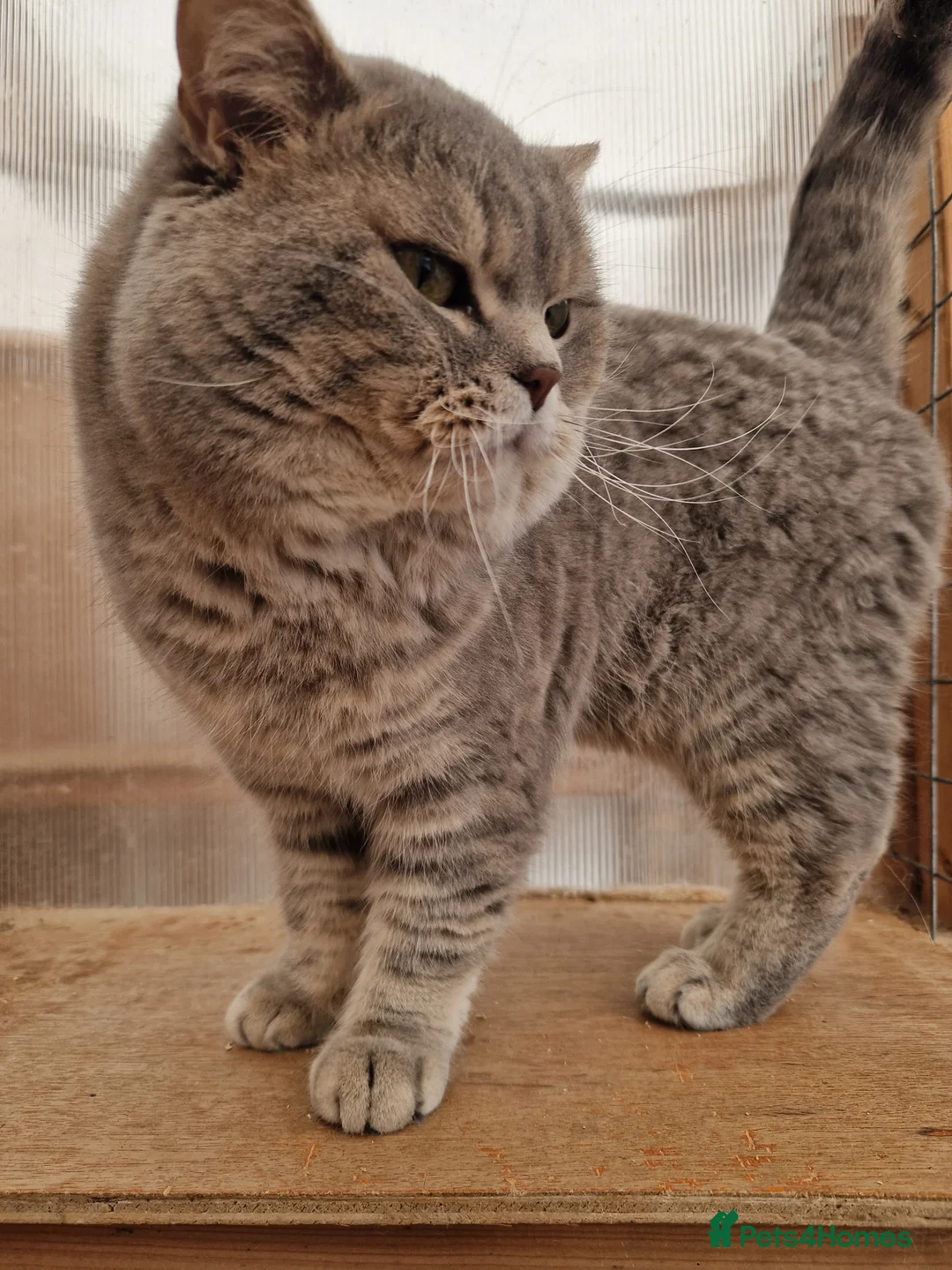 British Shorthair cats for sale: British Shorthair Male - Advert 3