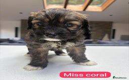 Mixed Breed dogs for sale: Outstanding Saint Bernadoodle Puppies  - Image 22