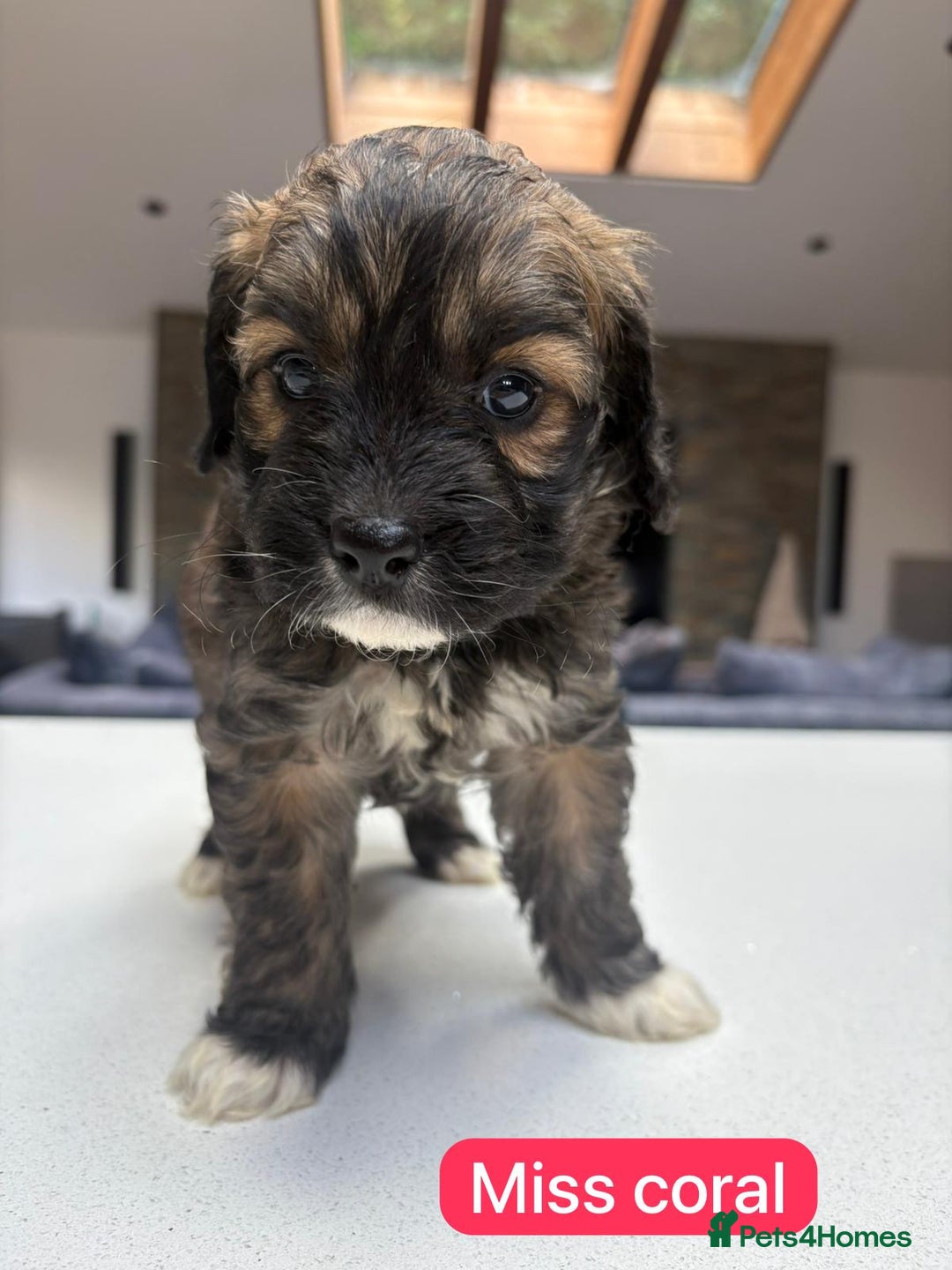 Mixed Breed dogs for sale: Outstanding Saint Bernadoodle Puppies  - Image 22