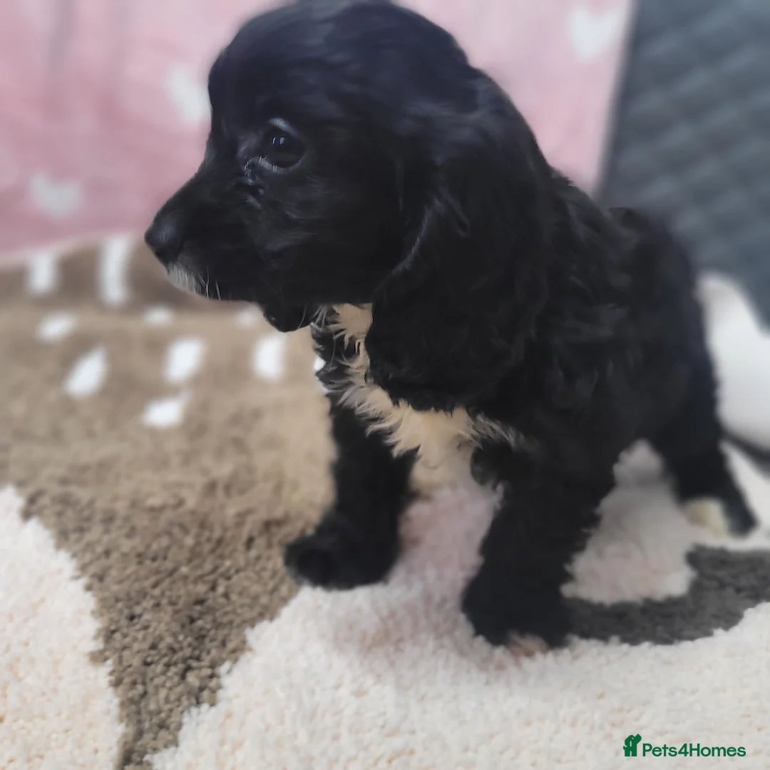 Cavapoo dogs for sale: You F1 Cavapoo puppies - Advert 12