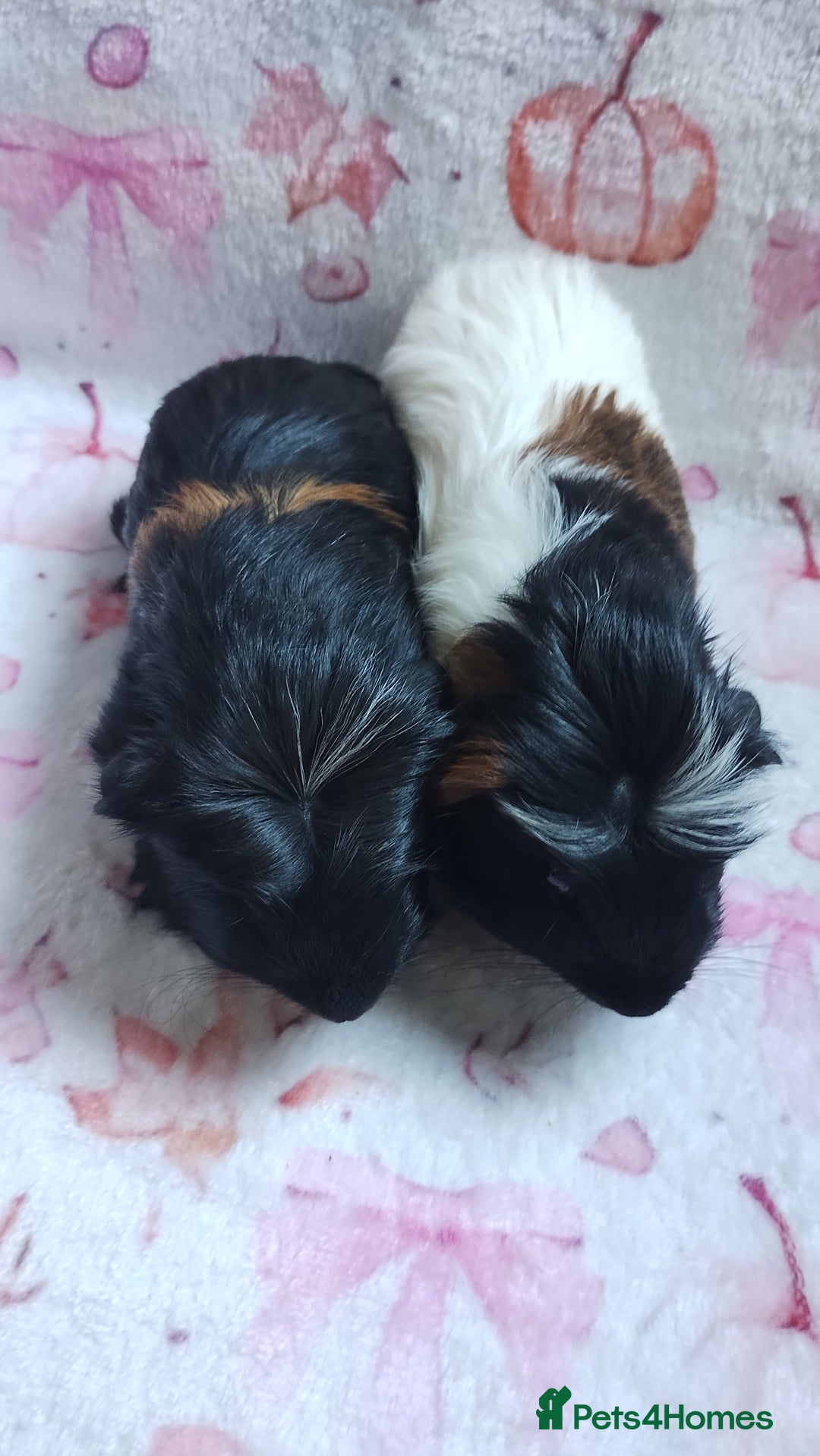 Guinea Pig rodents for sale: Two pairs of female guinea pigs price per set - Image 2