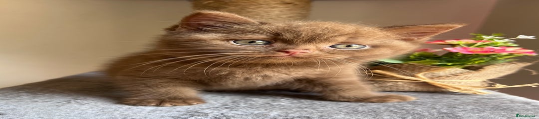 British Shorthair Kitten 3