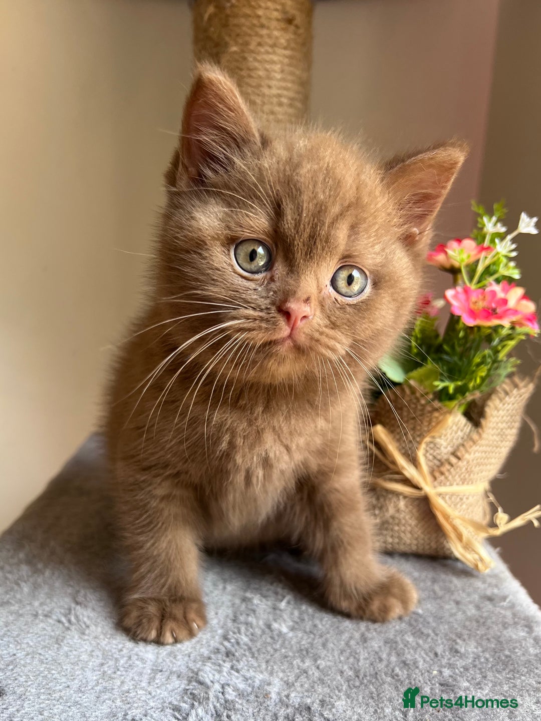British Shorthair cats for sale: Show quality cinnamon BSH kittens - Image 6