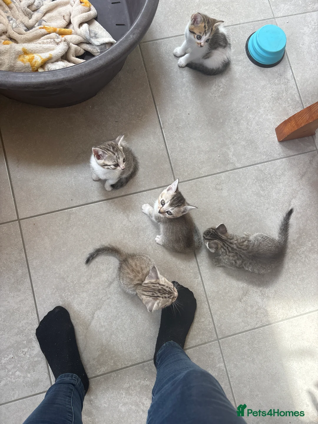 Scottish Fold cats for sale: Scottish straight cross kittens  - Advert 2