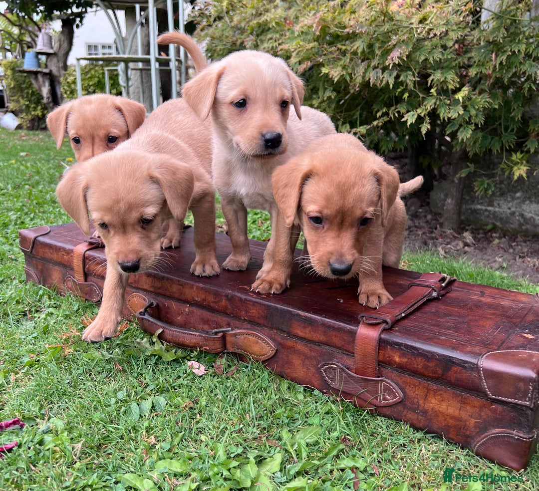 Labrador Retriever dogs for sale: Dark Red and Yellow KC reg DNA Clear Lab Puppies - Image 9