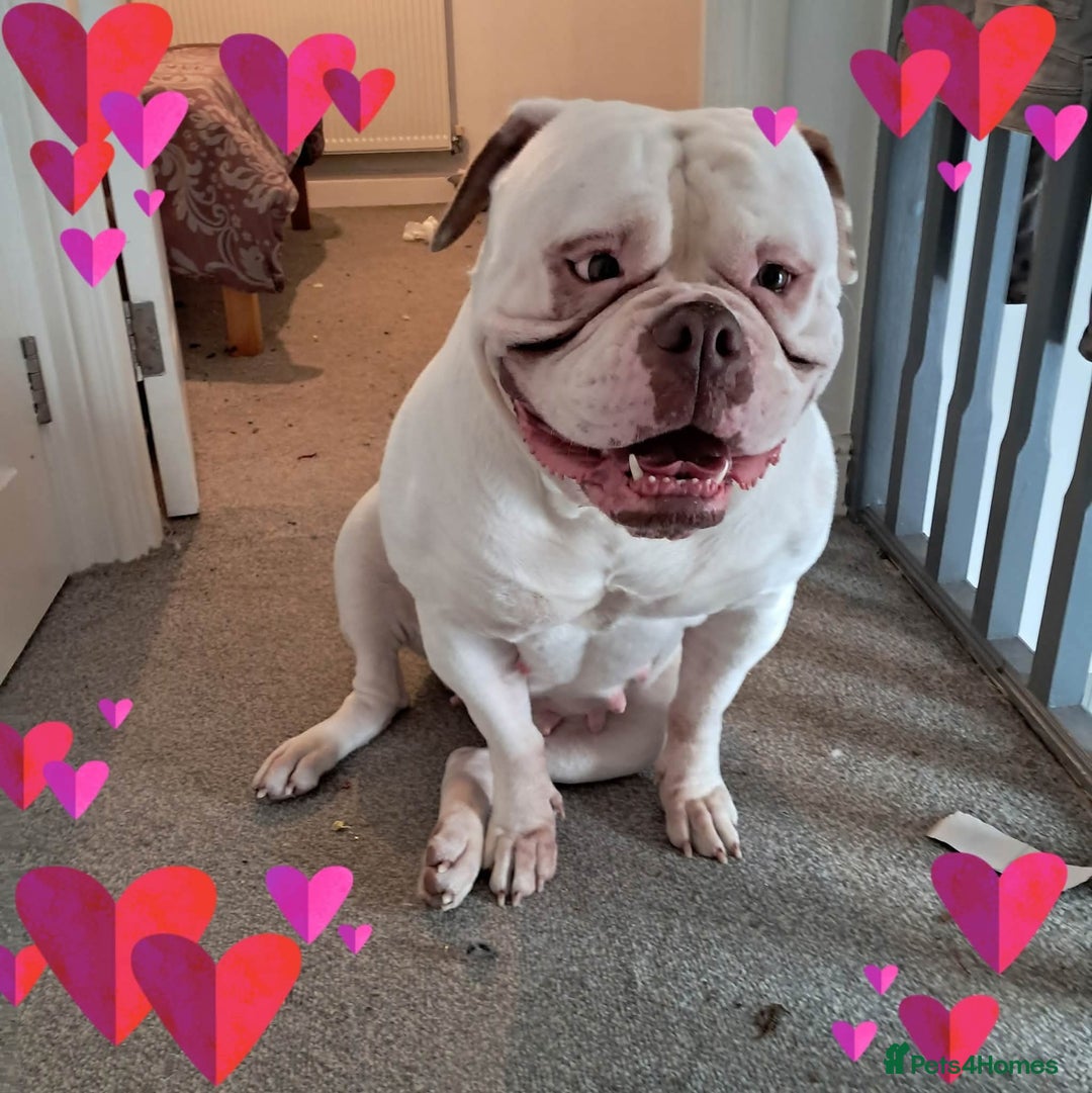 American Bulldog dogs for sale: GEM America's bull dog  - Image 2