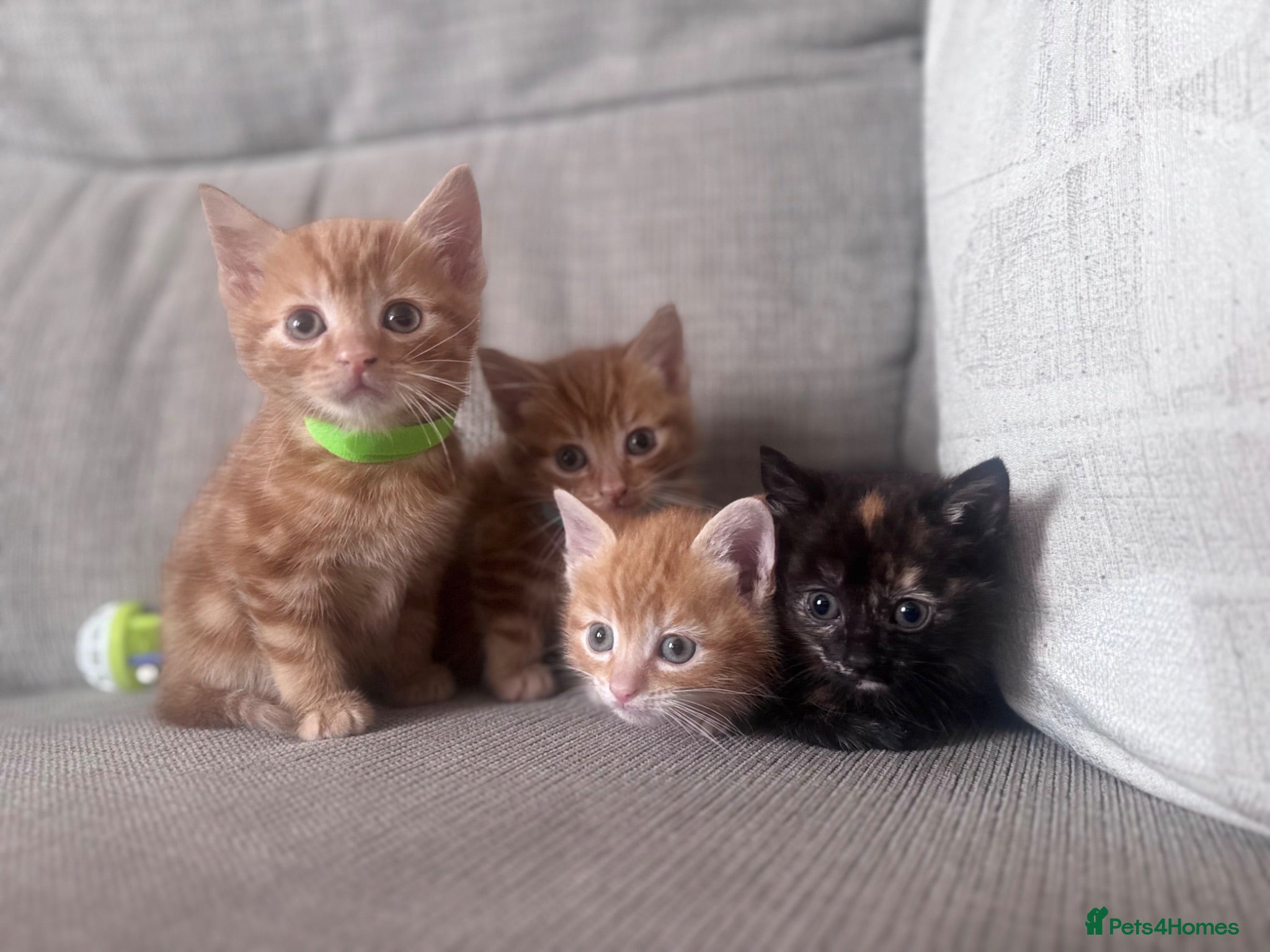 Domestic Shorthair cats Beautiful kittens  - Advert 12