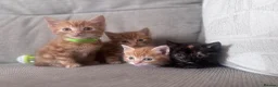 Domestic Shorthair cats for sale: Beautiful kittens  - Advert 1