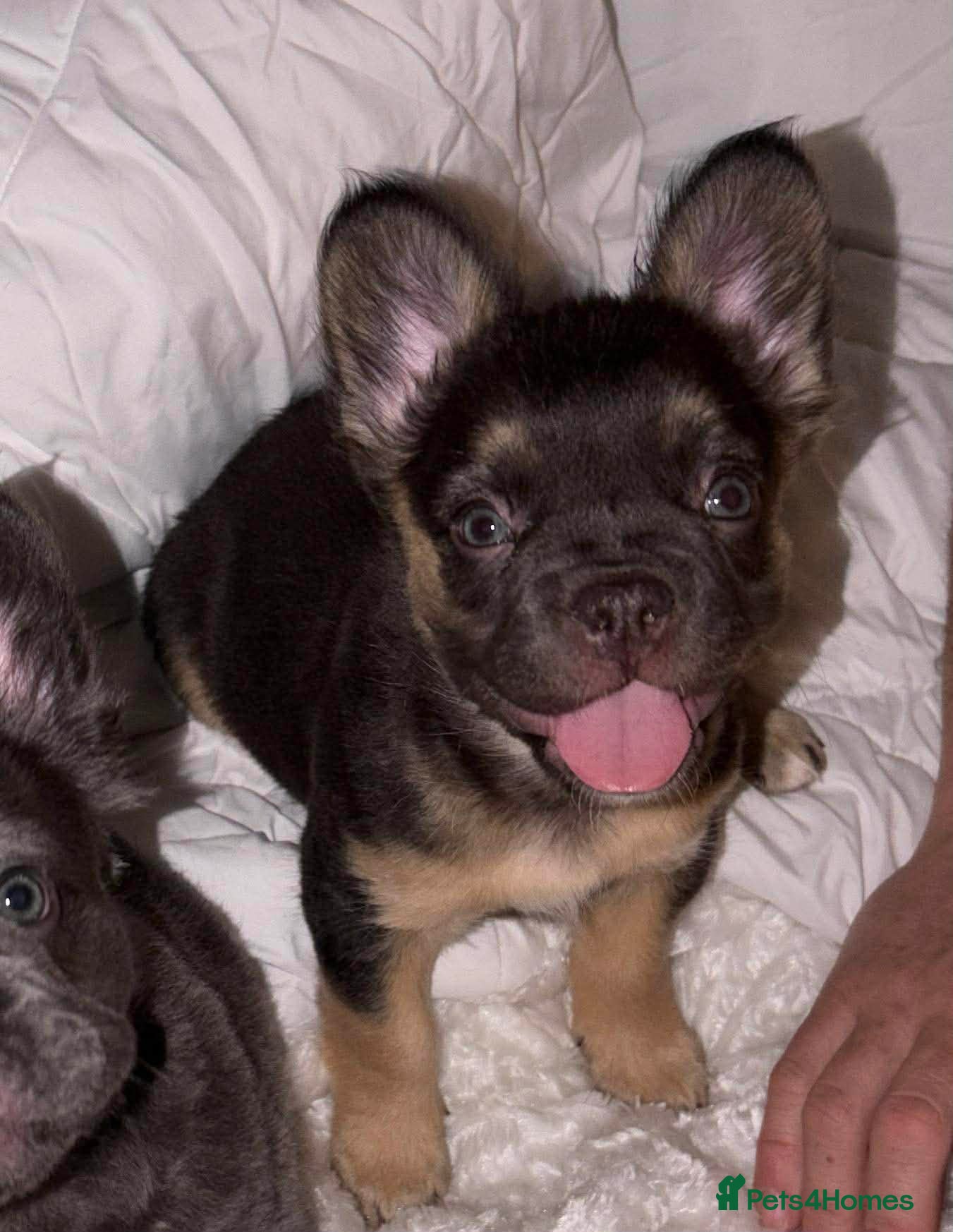 French Bulldog dogs Fluffy French Bulldogs - Advert 1