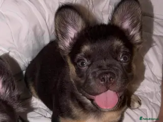 French Bulldog dogs Fluffy French Bulldogs - Advert 1