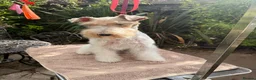 Fox Terrier dogs for sale: Young adult bitch. - Advert 7