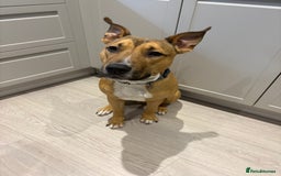 Mixed Breed dogs for sale: Hugo up for Adoption - Image 3