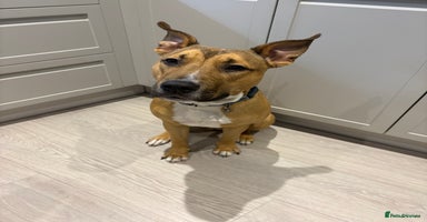 Mixed Breed dogs - Advert 3