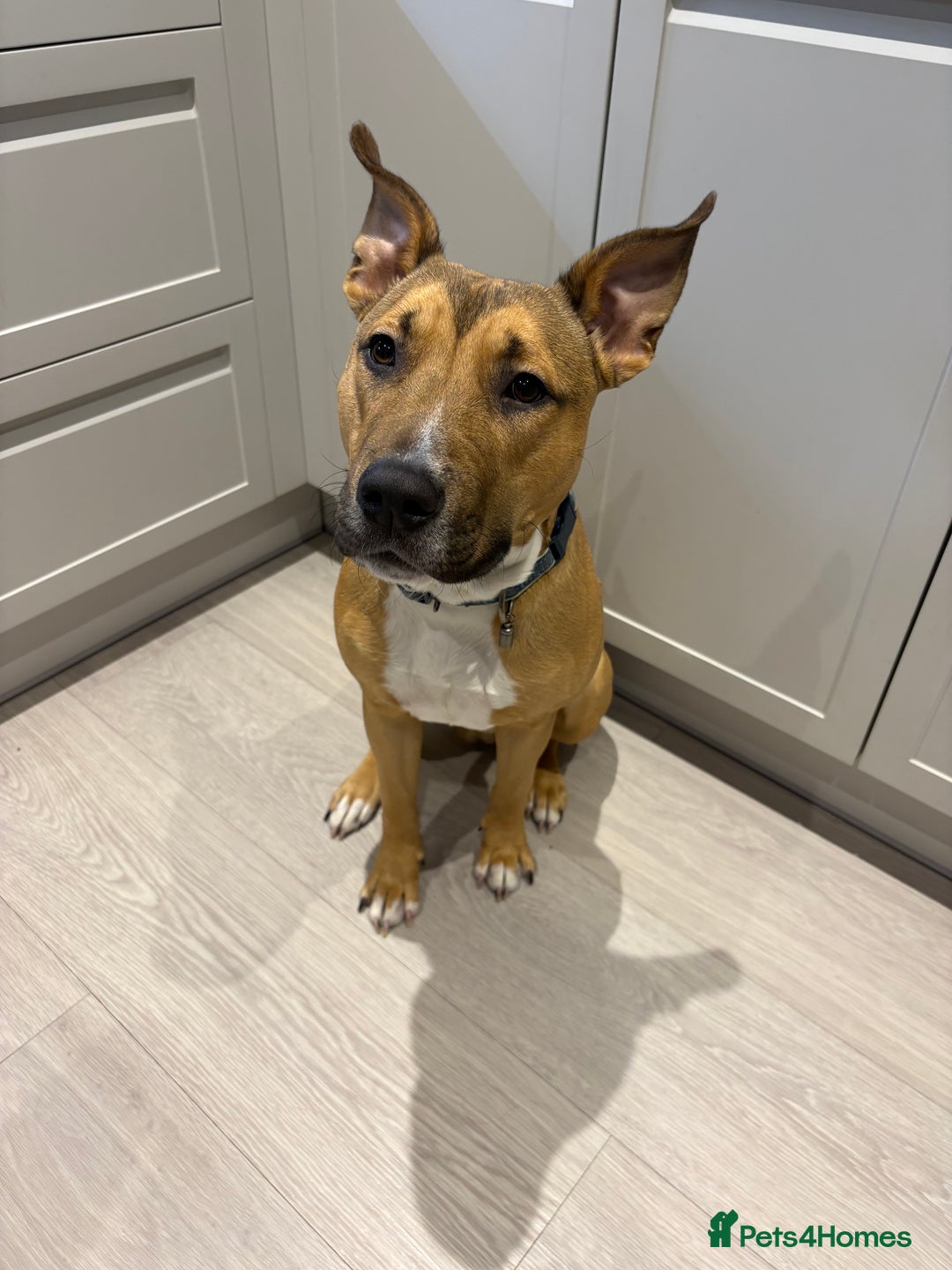Mixed Breed dogs for sale: Hugo up for Adoption - Image 3