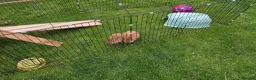 Netherland Dwarf rabbits for sale: Netherland dwarf baby rabbits  in Ilkley - Advert 2