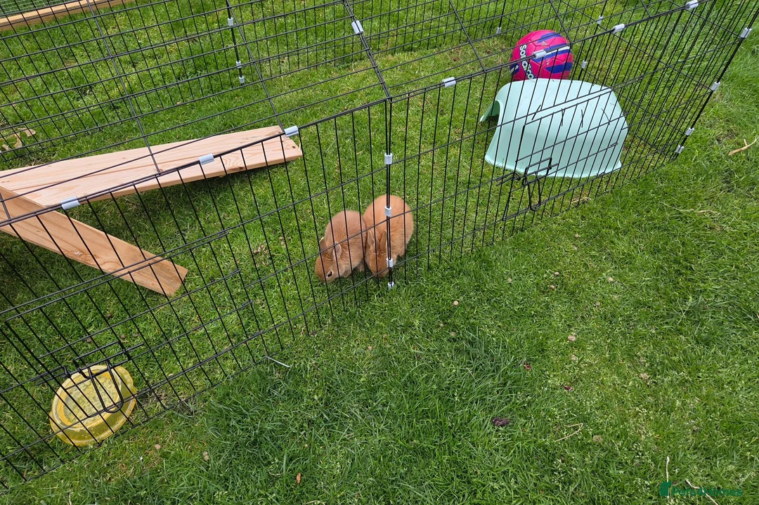 Netherland Dwarf rabbits for sale: Netherland dwarf baby rabbits  in Ilkley - Advert 2