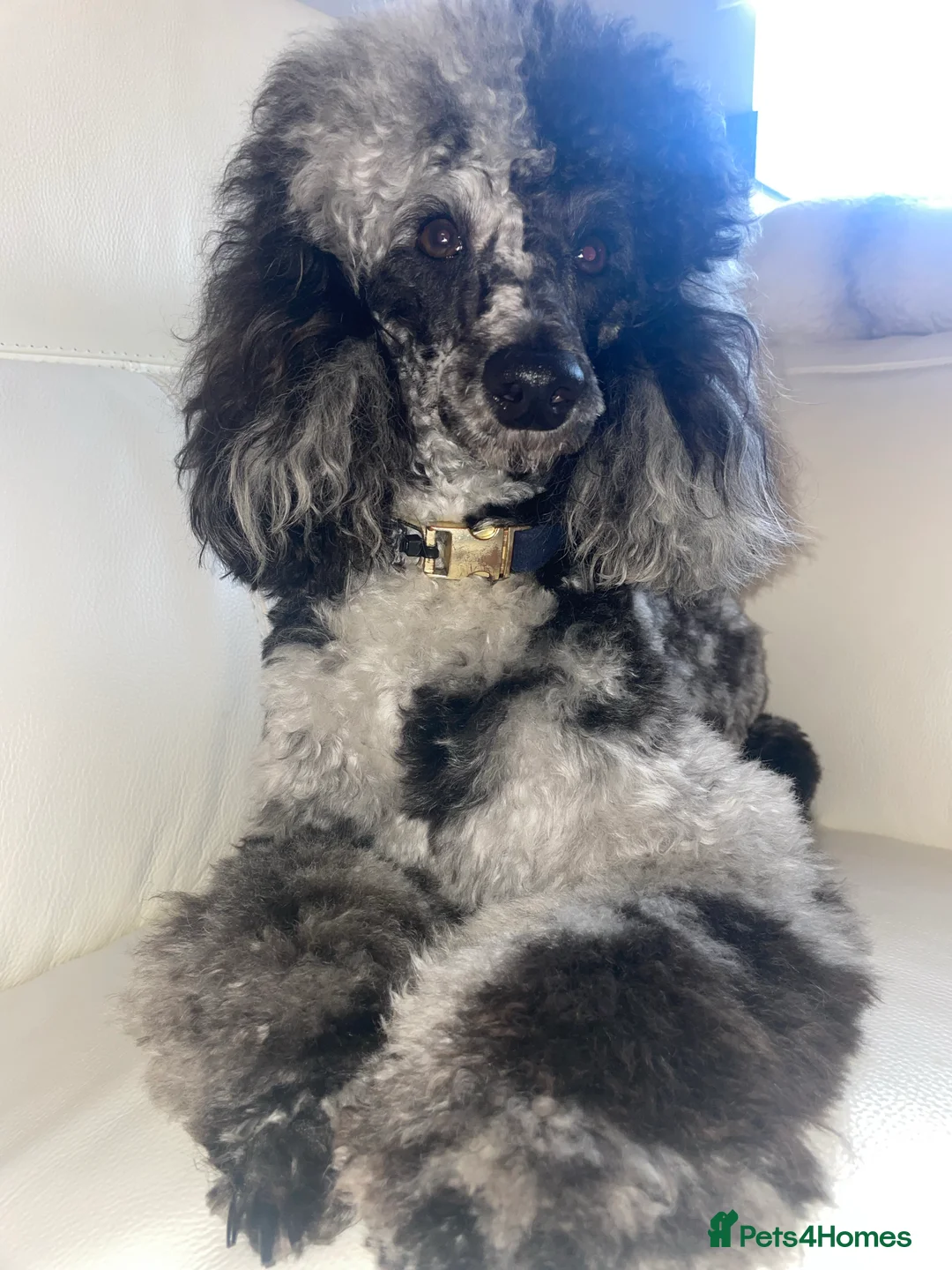 Miniature Poodle dogs for stud: Blue Merle Miniature Poodle (PROVEN) Health Tested in Sunderland - Advert 4