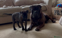 Bullmastiff dogs for sale: 🐾 KC registered bullmastiff female puppy 🐾 - Image 13