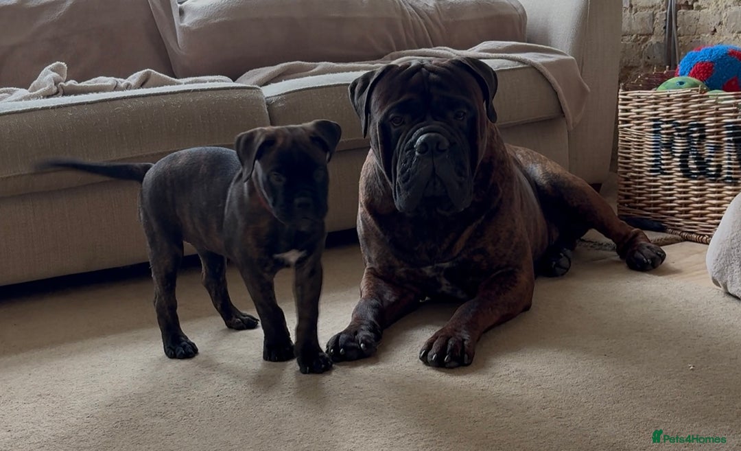Bullmastiff dogs for sale: 🐾 KC registered bullmastiff female puppy 🐾 - Image 13
