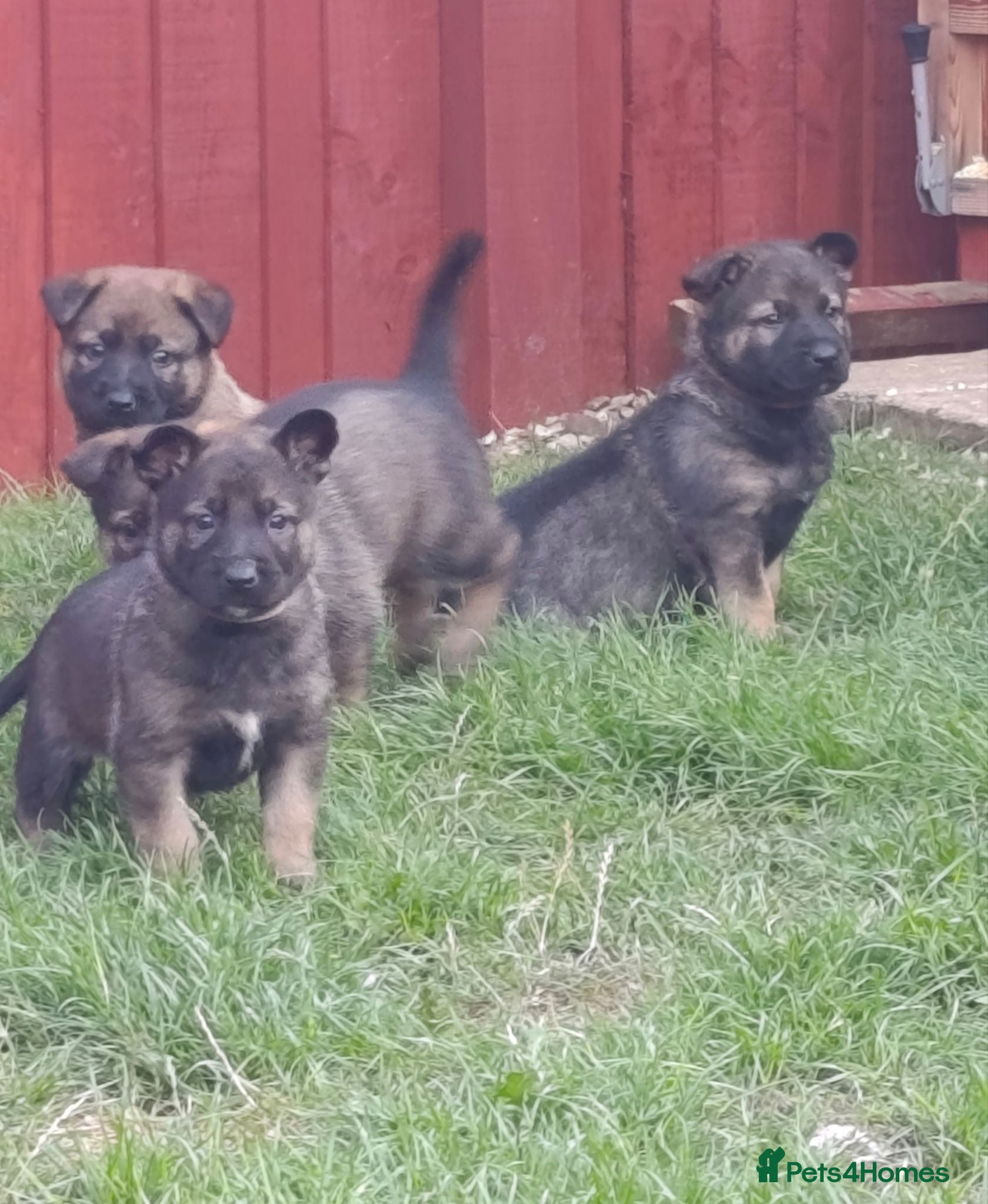 Mixed Breed dogs German Shepherd x Belgium Malinois Puppies  - Advert 2