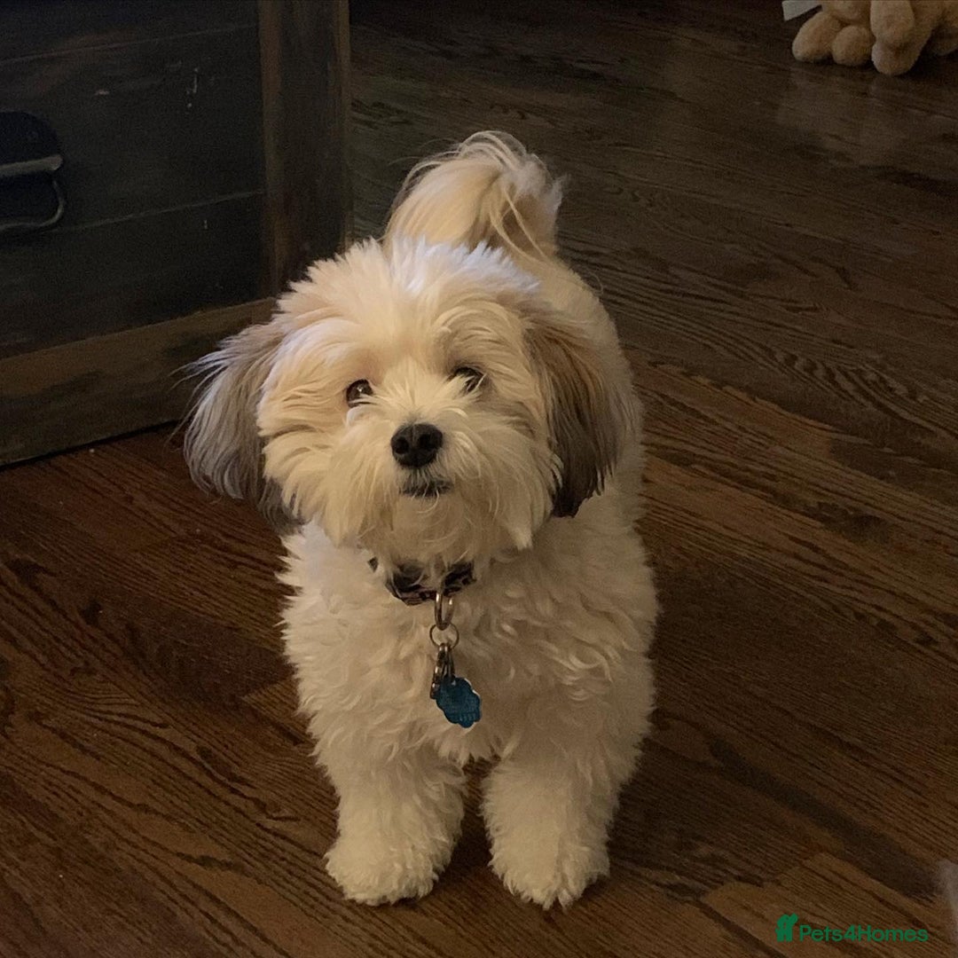 Havanese dogs for sale: Gorgeous Havanese Puppies for sale - Advert 4