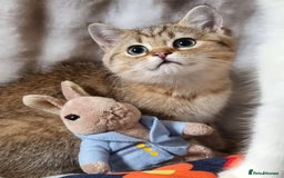 British Shorthair cats for sale: GOLDEN & SILVER BRITISH SHORTHAIR KITTENS TICA - Image 7