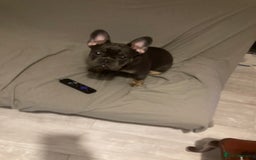 French Bulldog dogs for sale: French bull Dog (6months) - Image 1