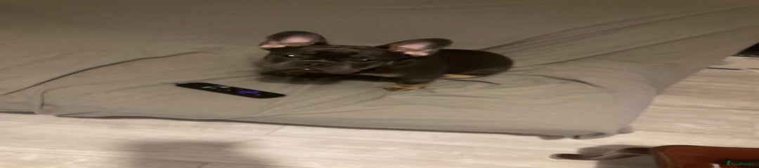 French Bulldog Puppy 1