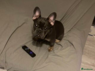 French Bulldog dogs for sale - Advert 1