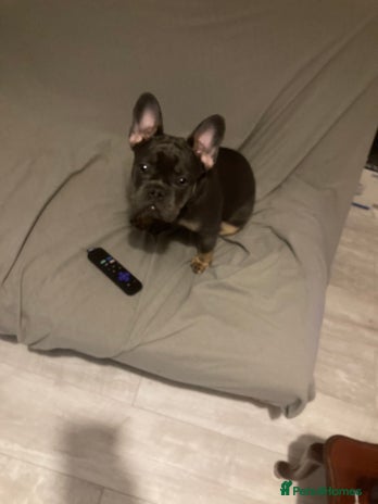 French Bulldog dogs - Advert 2