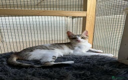 Mixed Breed cats for adoption: Female Indoor Cat for Adoption in Carshalton - Image 12
