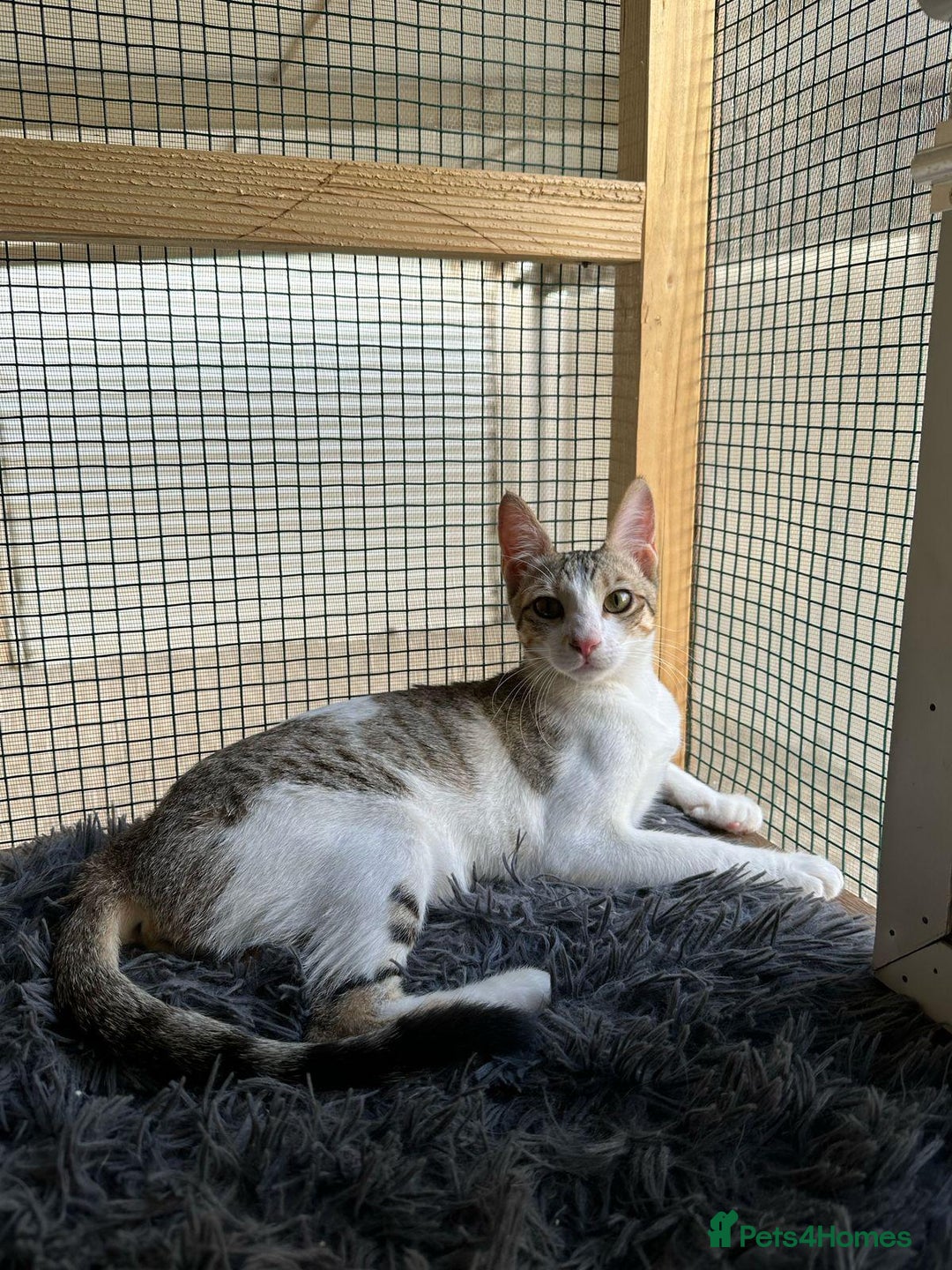 Mixed Breed cats for adoption: Female Indoor Cat for Adoption in Carshalton - Image 12