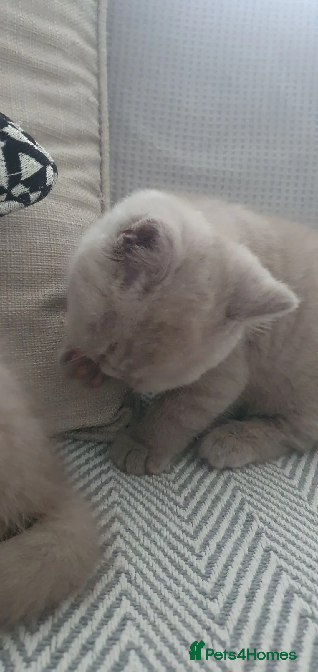 British Shorthair cats for sale: Cuddly British Shorthairs - Advert 10