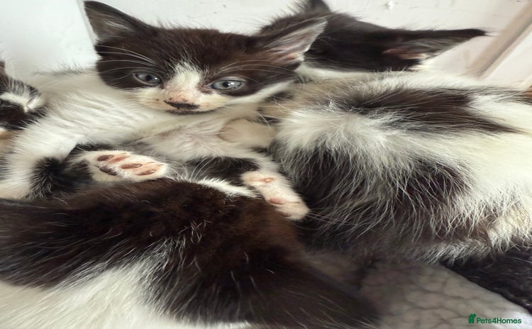 British Longhair cats - Advert 1