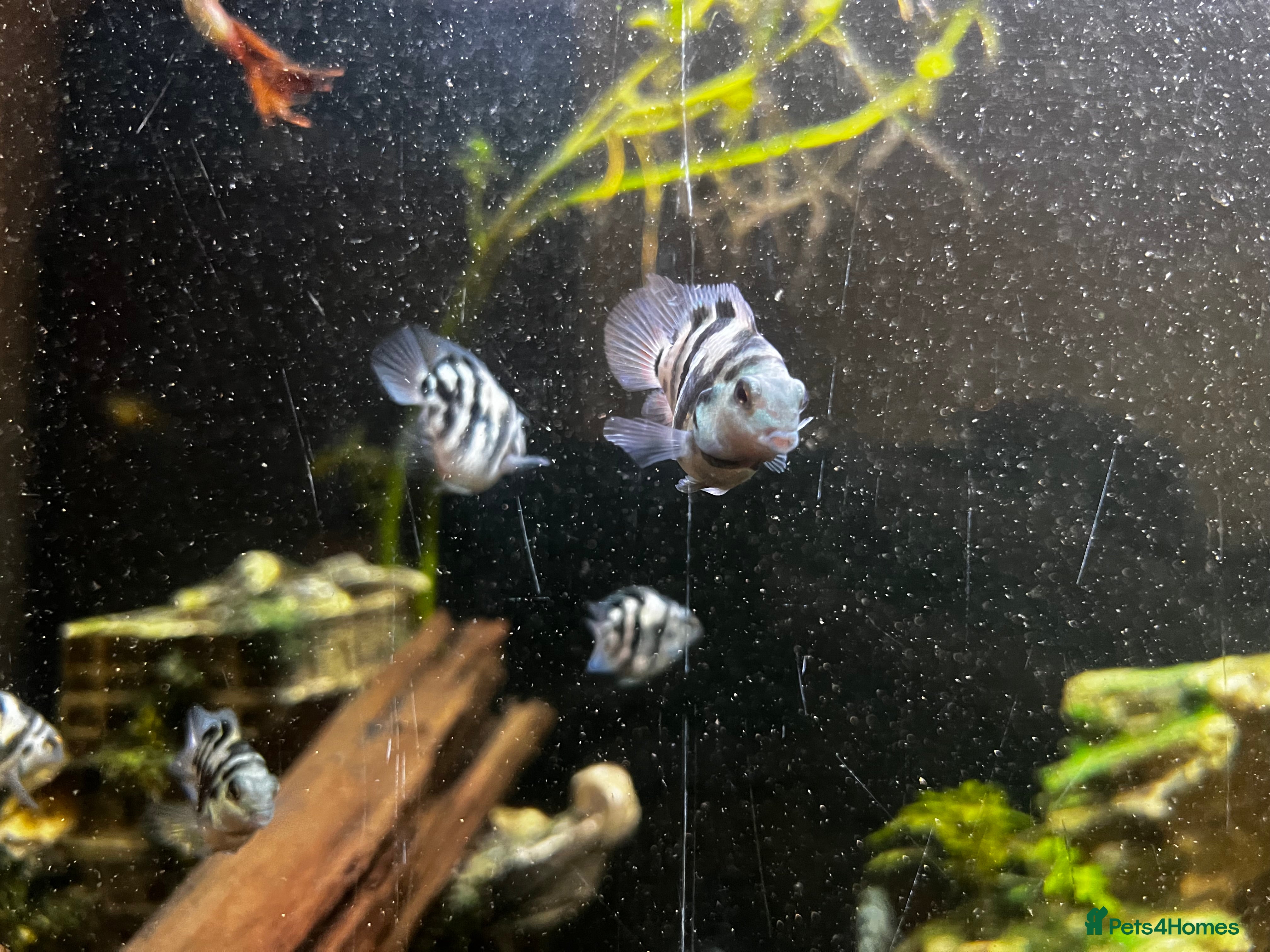 Other/Mixed Breed fish Parrot fish - Advert 10