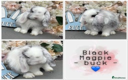 Mini Lop rabbits for sale: 🌟🌟 mini lop babies 🌟🌟 - Image 2