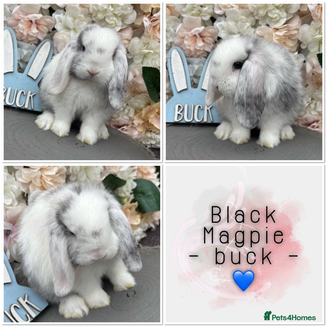 Mini Lop rabbits for sale: 🌟🌟 mini lop babies 🌟🌟 - Image 2