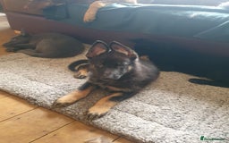 German Shepherd dogs for sale: 10 German Shepherd puppies for sale - Image 3
